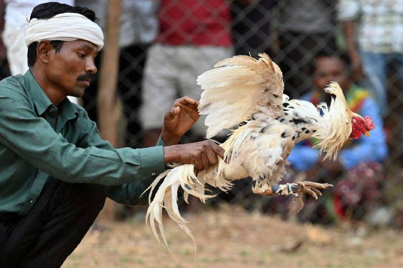 Hướng Dẫn Cá Cược Đá Gà Cho Người Mới Chuẩn Chỉ Nhất 3 Bí quyết chọn gà chọi có khả năng thắng cao