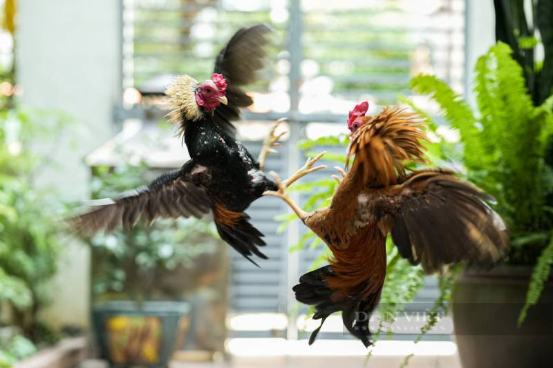 Bí Quyết Chơi Đá Gà Tre Casino Thực Chiến Từ Cao Thủ 3 Bí quyết chọn gà tre chiến thắng