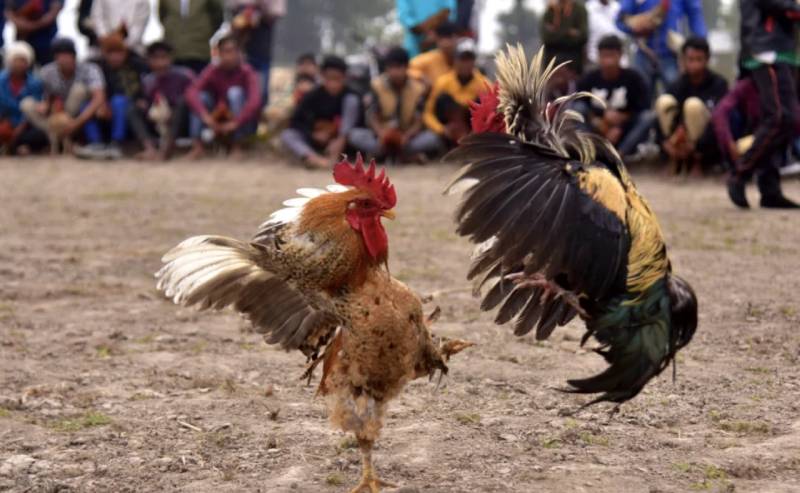 Hướng Dẫn Cá Cược Đá Gà Cho Người Mới Chuẩn Chỉ Nhất 5 Bí quyết giữ vững tâm lý khi cá cược đá gà