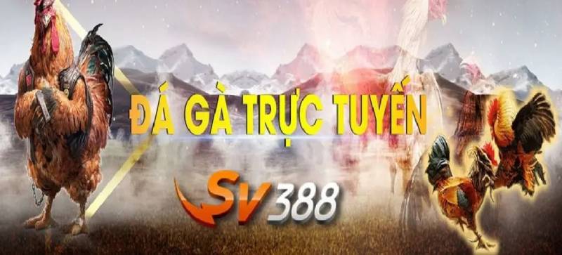 Hướng Dẫn Cá Cược Đá Gà Cho Người Mới Chuẩn Chỉ Nhất 6 Chon nha cai uy tin