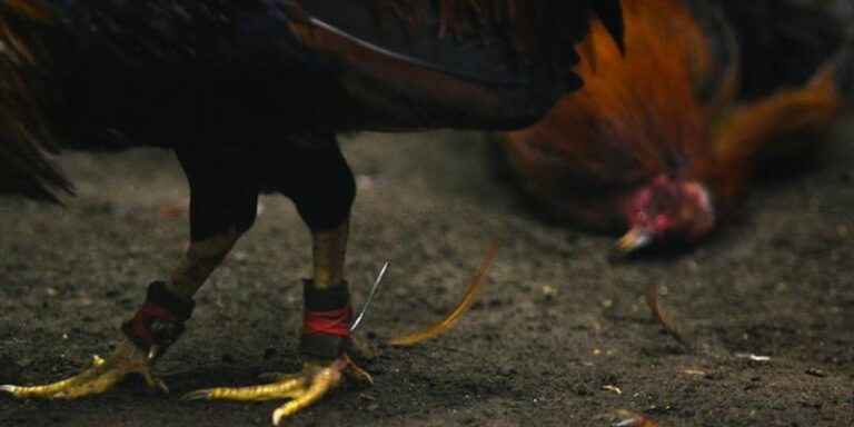 Đá Gà Cựa Dao Là Gì? Môn Thể Thao Kịch Tính Thu Hút Hàng Triệu Người 35 Đá Gà Cựa Dao Là Gì? Môn Thể Thao Kịch Tính Thu Hút Hàng Triệu Người