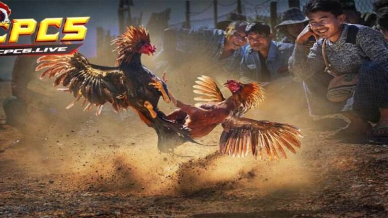 Đá Gà Thomo – Sân Chơi Đẳng Cấp Cho Dân Đam Mê Kê Chiến 51 Đá Gà Thomo – Sân Chơi Đẳng Cấp Cho Dân Đam Mê Kê Chiến