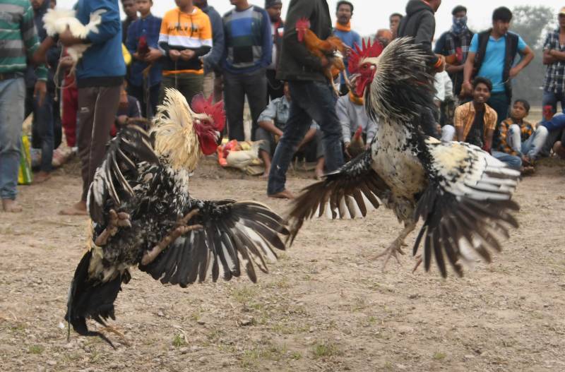 Luật Chơi Đá Gà Campuchia Chi Tiết Cho Người Mới 2 Đá gà Campuchia là gì?