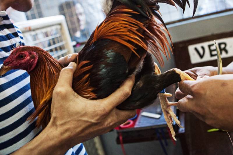 Luật Đá Gà Miền Nam – Những Điều Cần Biết Để Không Phạm Luật 2 Đá gà cựa sắt