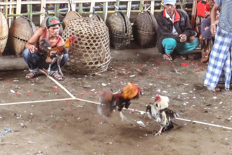 Luật Đá Gà Miền Nam – Những Điều Cần Biết Để Không Phạm Luật 3 Đá gà đòn