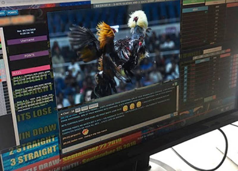 Đá Gà Online Có Bị Bắt Không? Sự Thật Không Phải Ai Cũng Biết 3 Đá gà online có hợp pháp không?