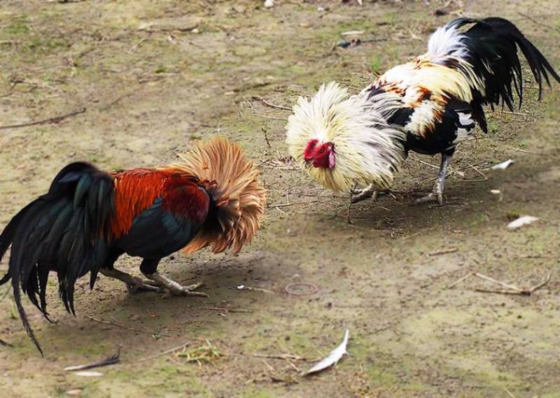 Bí Quyết Chơi Đá Gà Tre Casino Thực Chiến Từ Cao Thủ 2 Đá gà tre casino là gì?