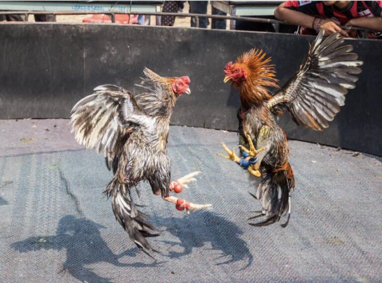 Gà Chọi C1 – Những Chiến Kê Đỉnh Cao Của Làng Đá Gà 46 Gà Chọi C1 – Những Chiến Kê Đỉnh Cao Của Làng Đá Gà