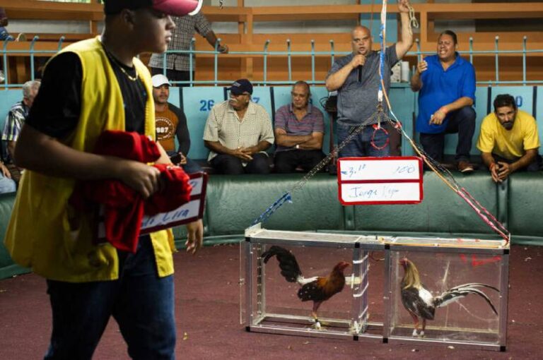 Hướng Dẫn Cá Cược Đá Gà Cho Người Mới Chuẩn Chỉ Nhất 1 Huong Dan Ca Cuoc Da Ga Cho Nguoi Moi Chuan Chi Nhat