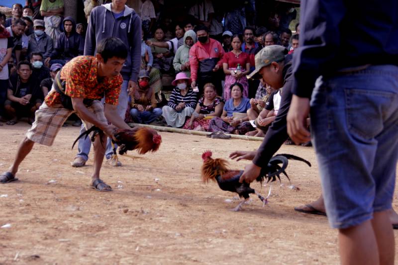 Kinh Nghiệm Cược Đá Gà Cựa Sắt Giúp Bạn Luôn Thắng Lớn 5 Không cược theo số đông