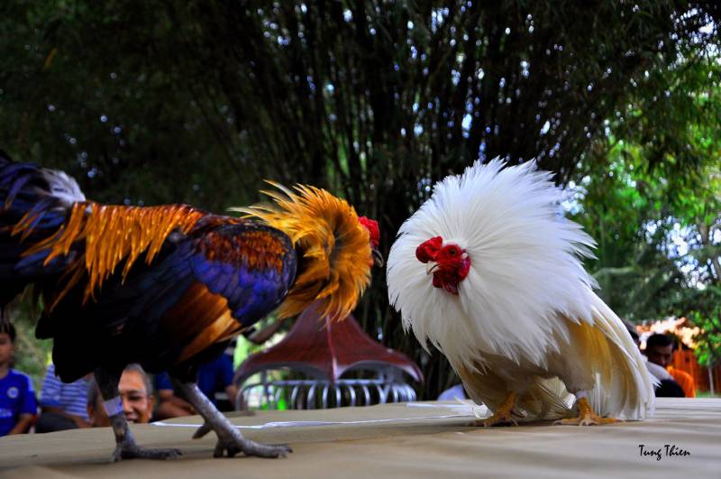 Bí Quyết Chơi Đá Gà Tre Casino Thực Chiến Từ Cao Thủ 5 Mẹo nhận biết gà tre chiến thắng