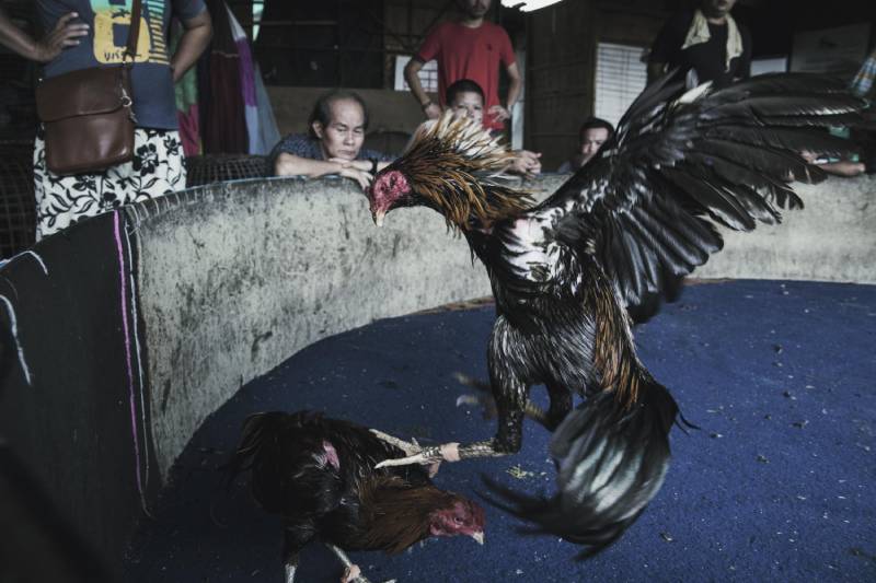 Luật Chơi Đá Gà Campuchia Chi Tiết Cho Người Mới 7 Nghiên cứu kỹ thông tin về gà chiến