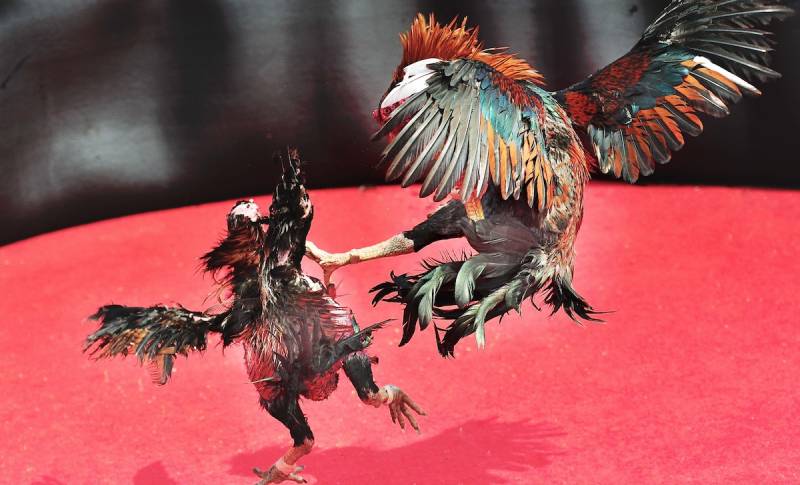 Luật Đá Gà Miền Nam – Những Điều Cần Biết Để Không Phạm Luật 4 Quy định về thời gian thi đấu